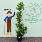 Jujuba - Čínska datľa (Ziziphus jujuba) ´LANG´ - výška 125-150 cm, kont. C25L (-20°C)